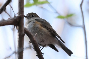 2023年4月10日(月) 埼玉県民の森の野鳥観察記録