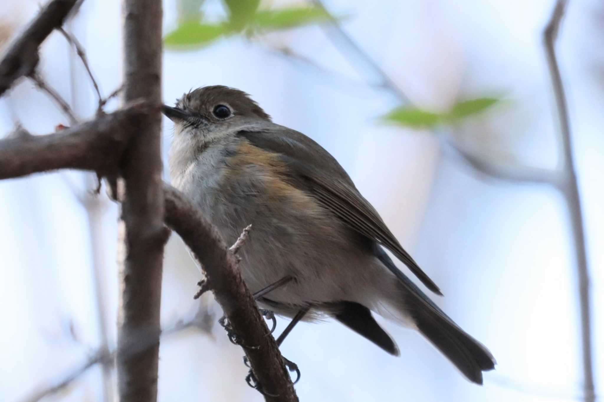 Red-flanked Bluetail