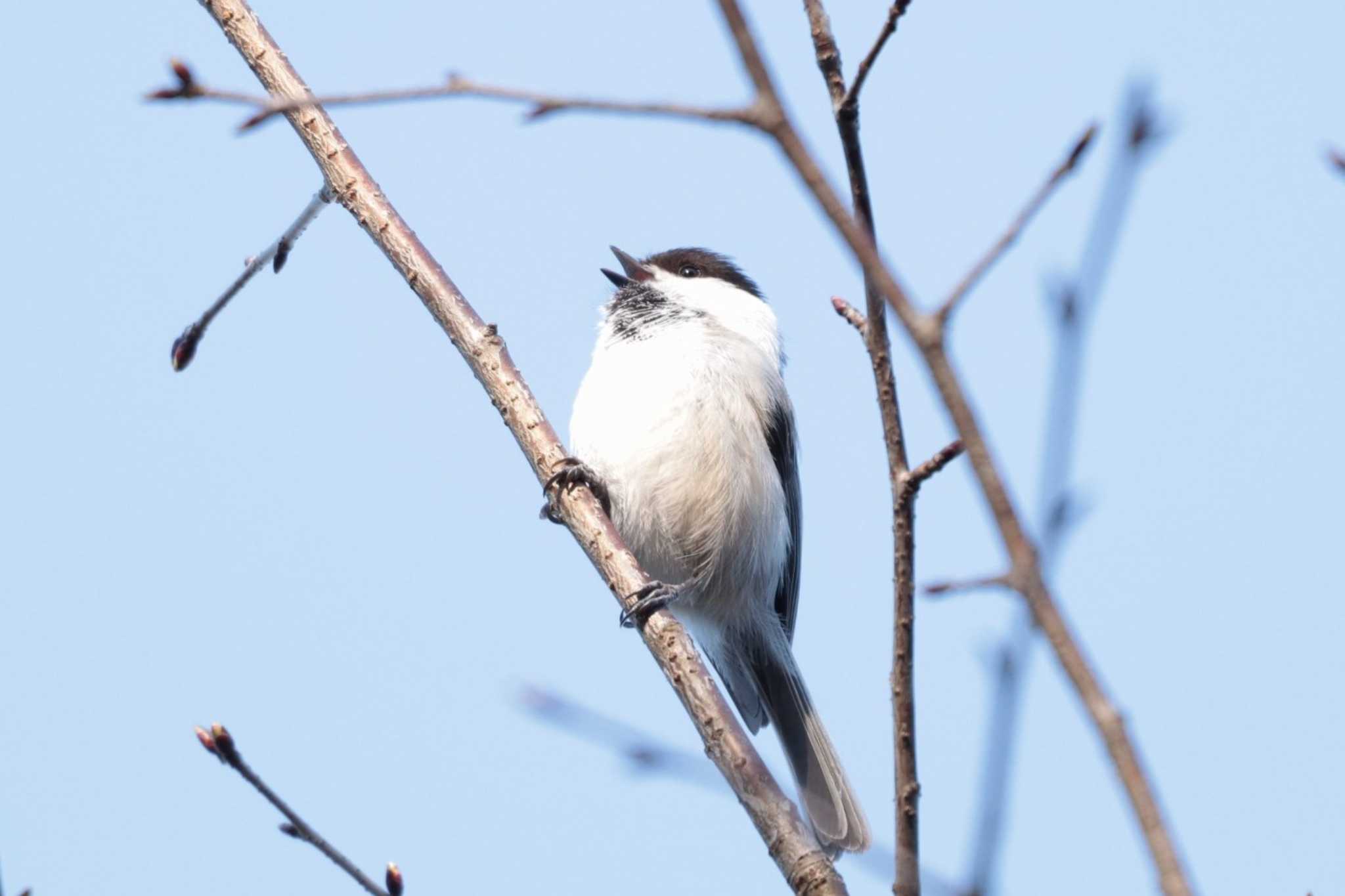 Willow Tit