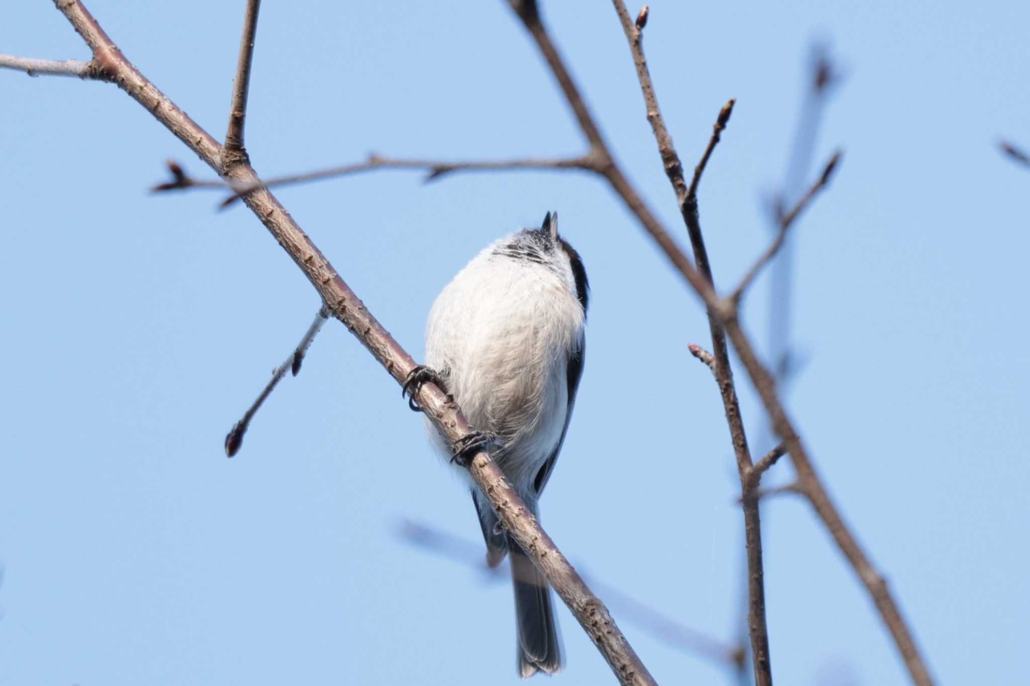 Willow Tit