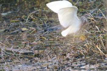 Chinese Pond Heron 千葉県 枯れ草被り Sun, 4/9/2023