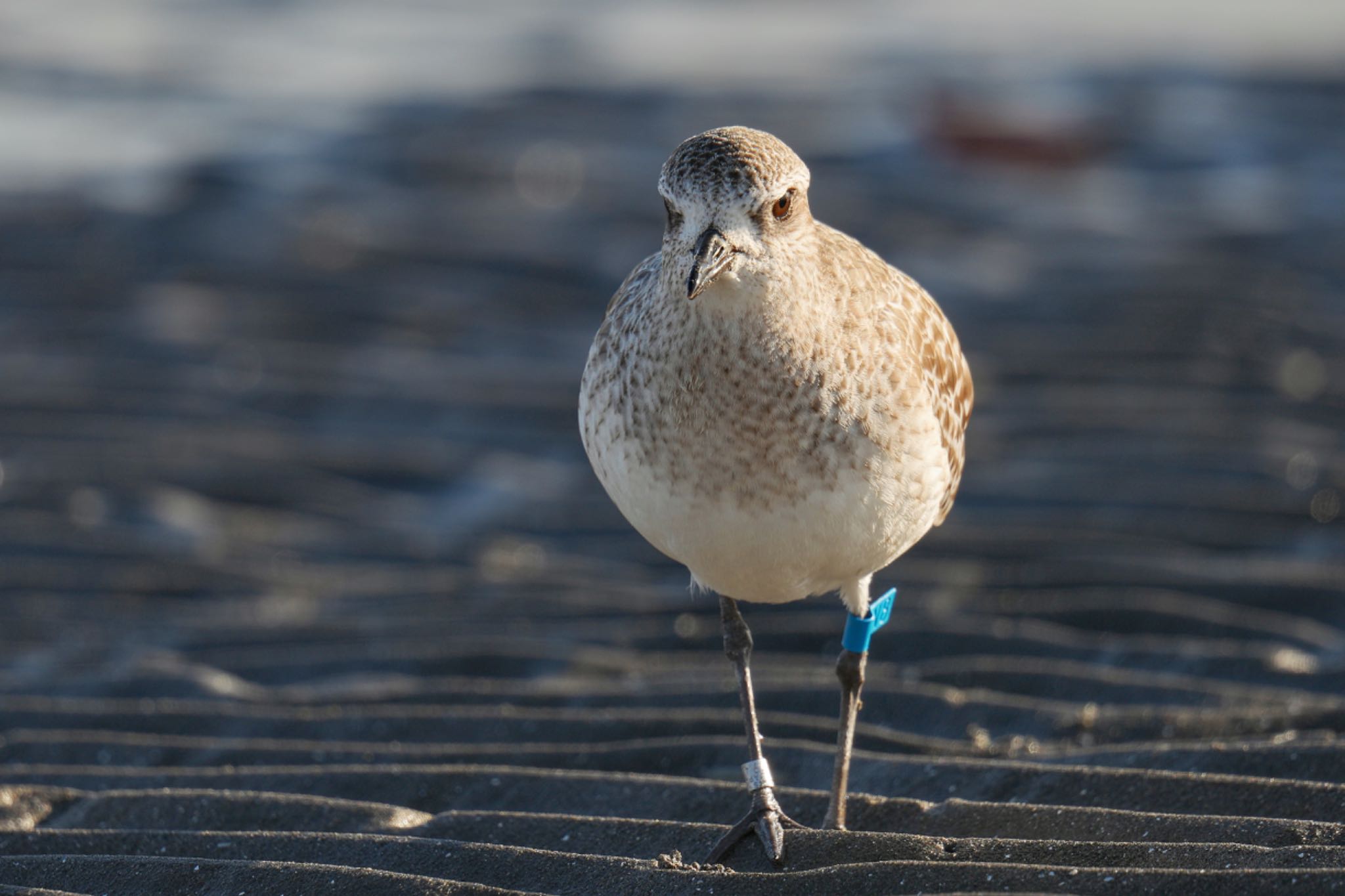 Grey Plover