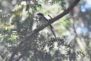 リュウキュウサンショウクイ 高尾山 2023年4月10日(月)