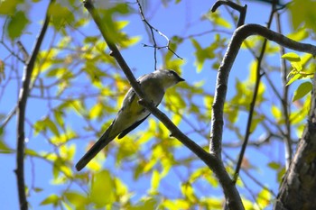 リュウキュウサンショウクイ 高尾山 2023年4月10日(月)