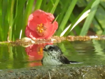 2023年4月11日(火) 京都御苑の野鳥観察記録