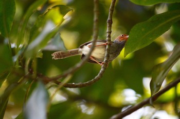 Ashy Tailorbird Sungei Buloh Wetland Reserve Fri, 5/4/2018