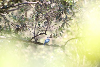 Collared Kingfisher Sungei Buloh Wetland Reserve Fri, 5/4/2018