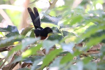 アカハラシキチョウ Sungei Buloh Wetland Reserve 2018年5月4日(金)