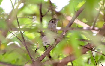 Scarlet-backed Flowerpecker Sungei Buloh Wetland Reserve Fri, 5/4/2018