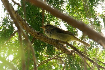 Japanese Bush Warbler 滋賀県甲賀市甲南町創造の森 Tue, 4/11/2023