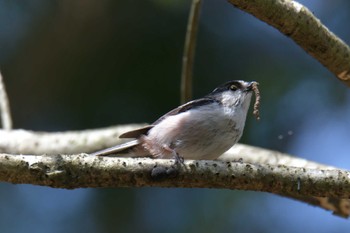 Long-tailed Tit 滋賀県甲賀市甲南町創造の森 Tue, 4/11/2023