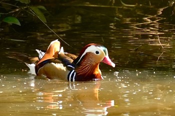 オシドリ 手賀の丘公園 2023年4月9日(日)