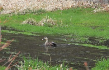 Eastern Spot-billed Duck 雲場池 Fri, 4/7/2023