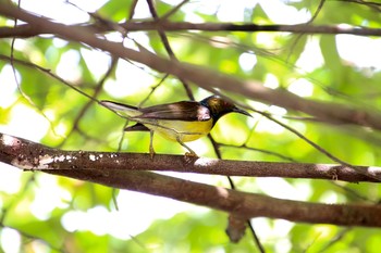 Brown-throated Sunbird Sungei Buloh Wetland Reserve Fri, 5/4/2018