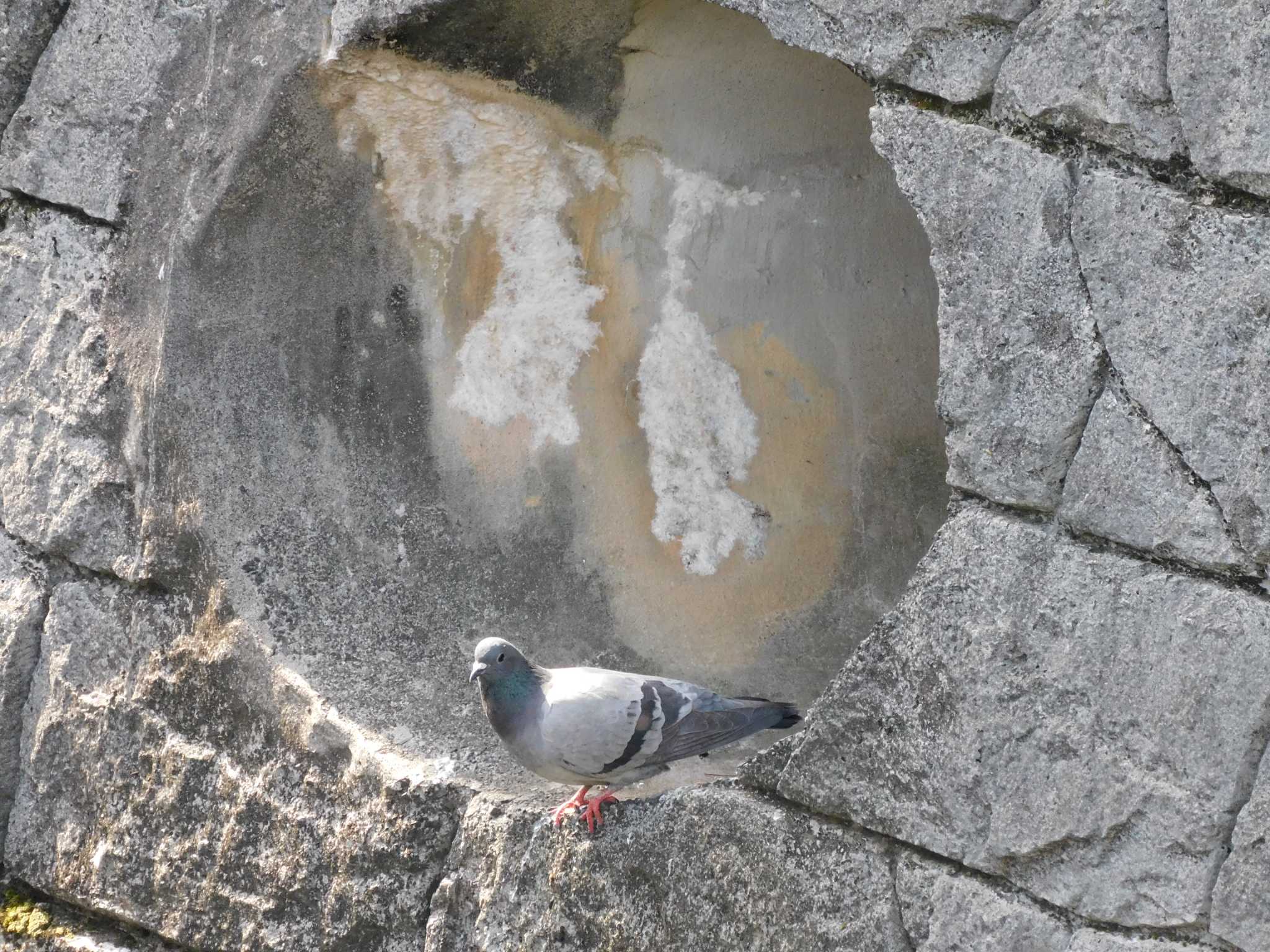 平和の森公園、妙正寺川 カワラバトの写真 by morinokotori