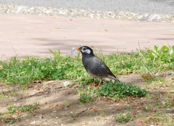 2023年4月11日(火) 平和の森公園、妙正寺川の野鳥観察記録