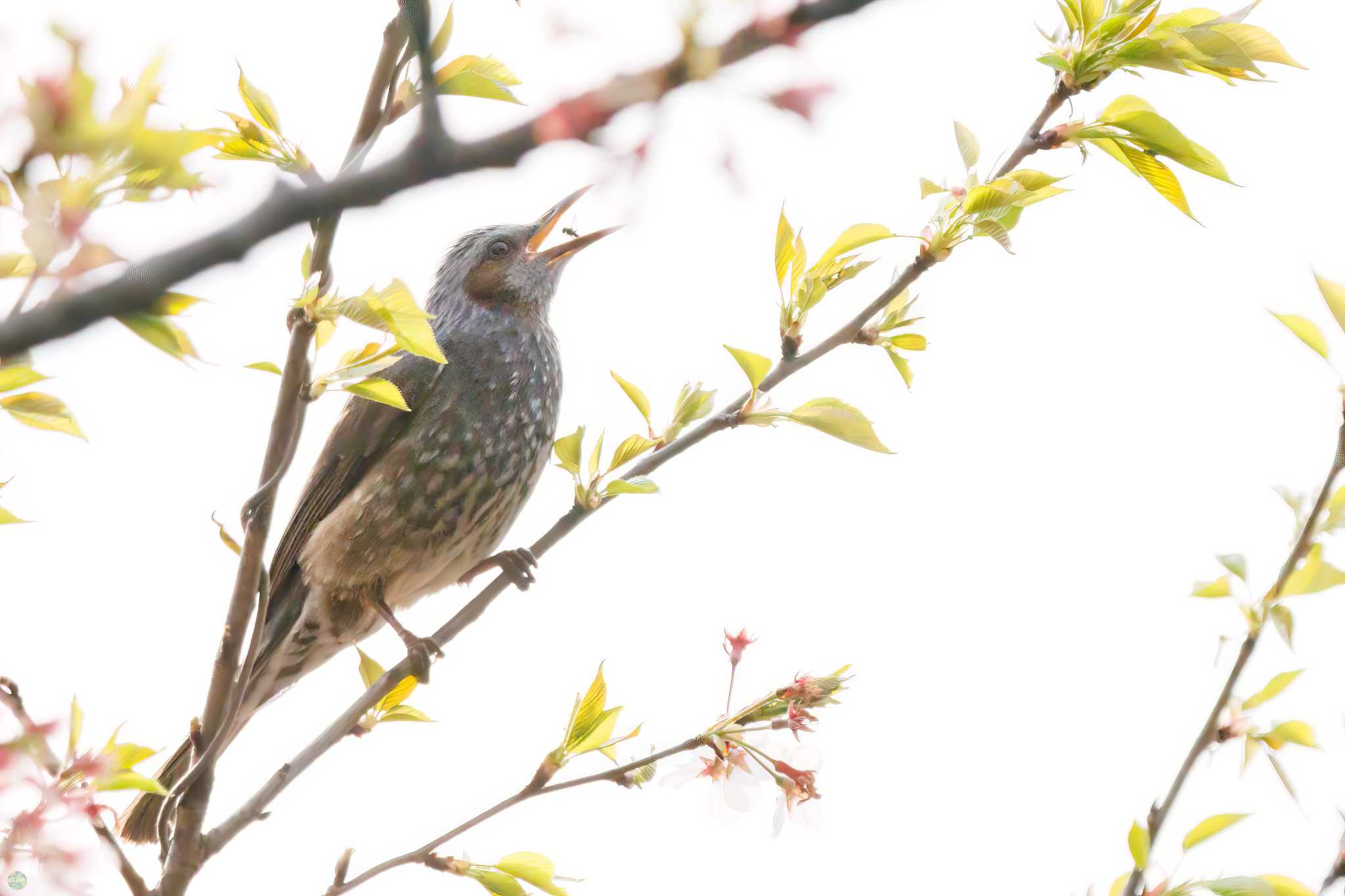 Brown-eared Bulbul