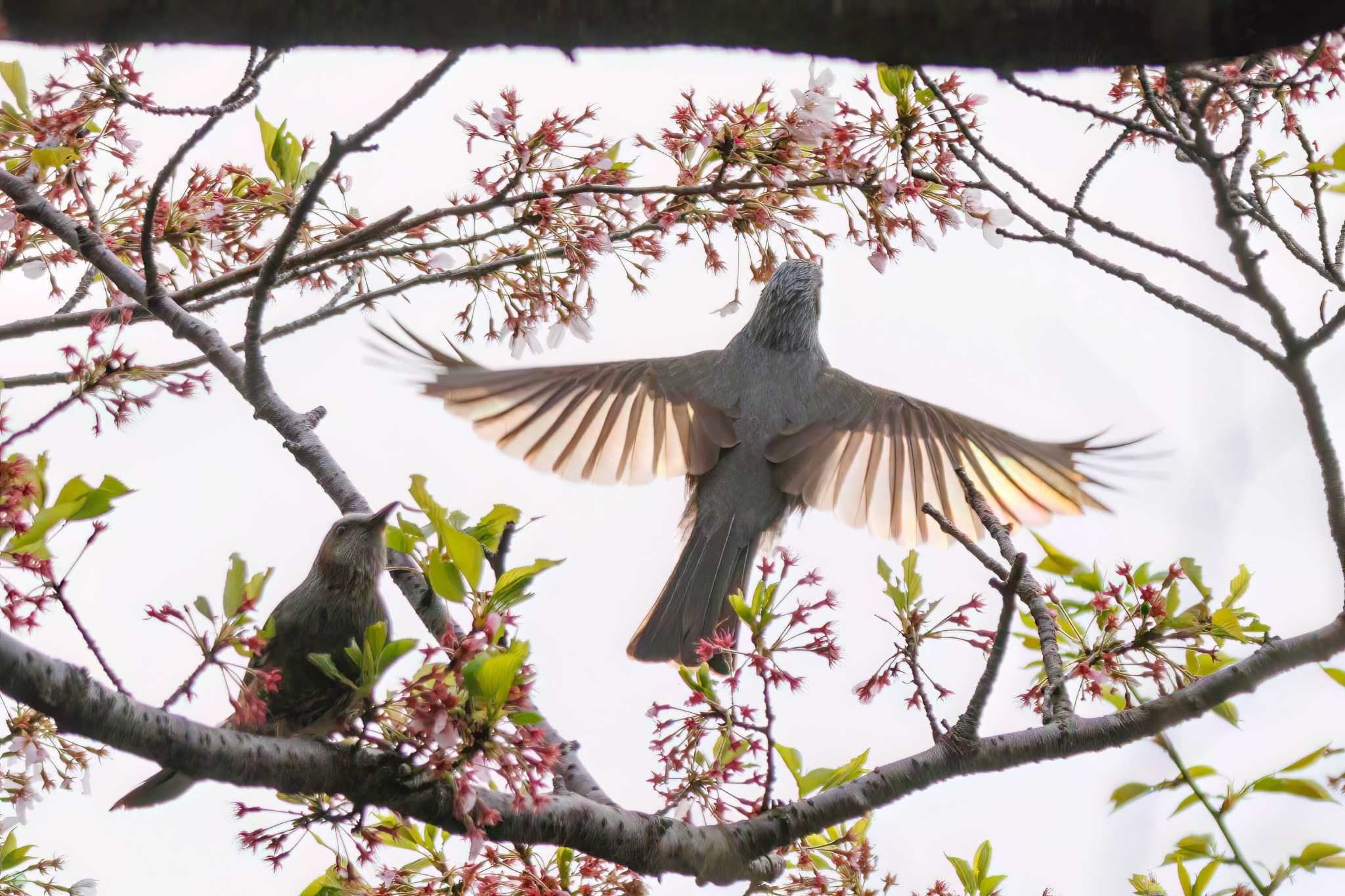 Brown-eared Bulbul