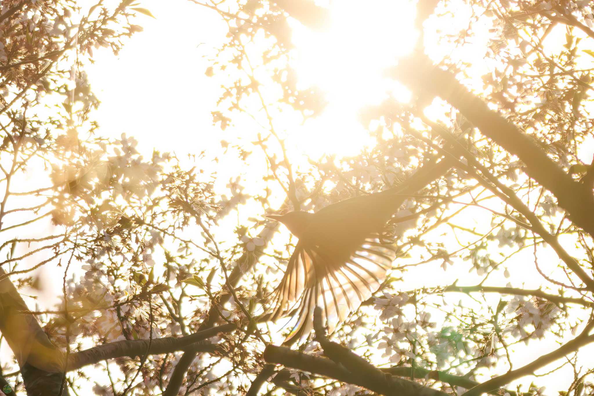 Brown-eared Bulbul