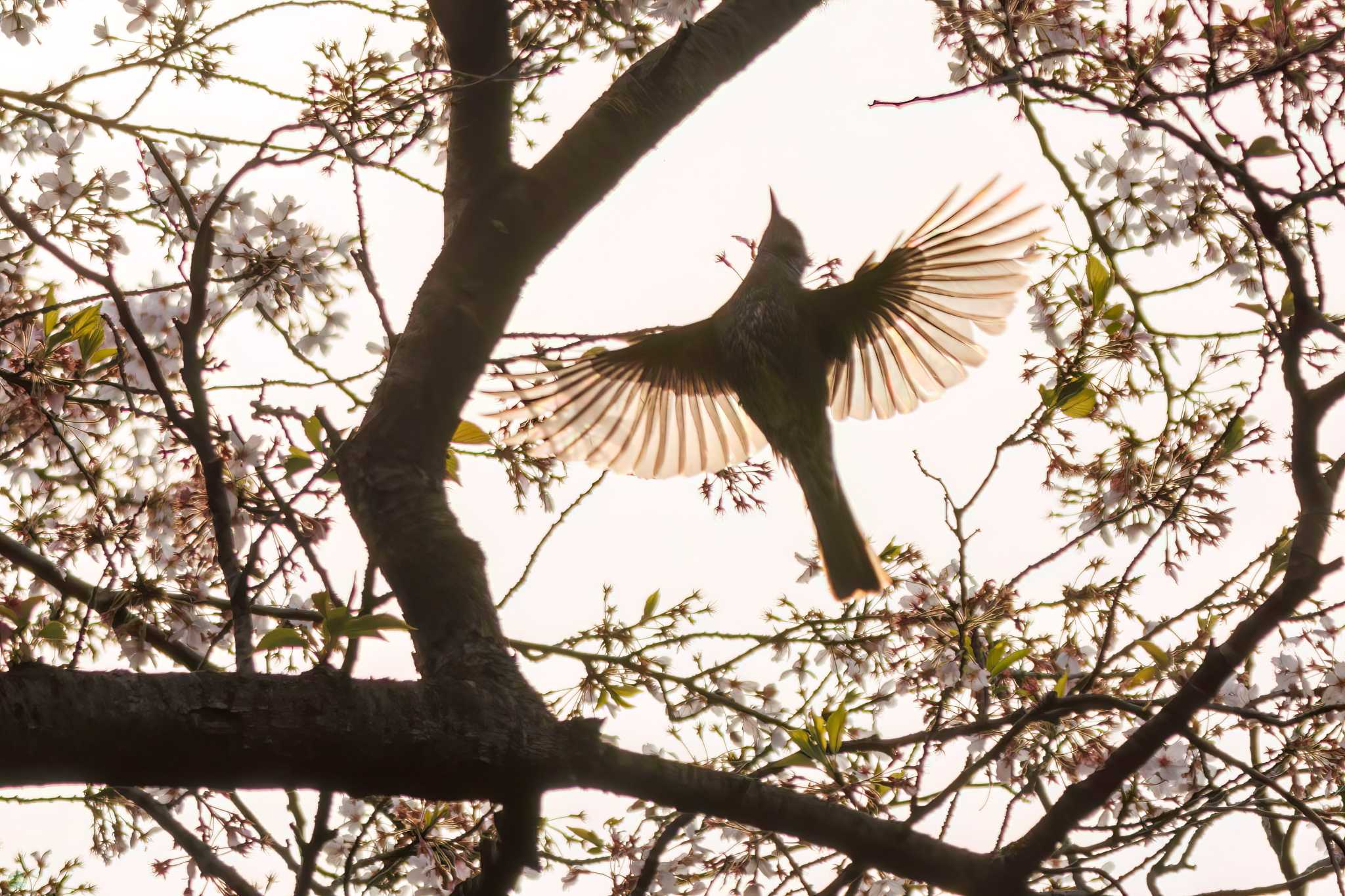 Brown-eared Bulbul