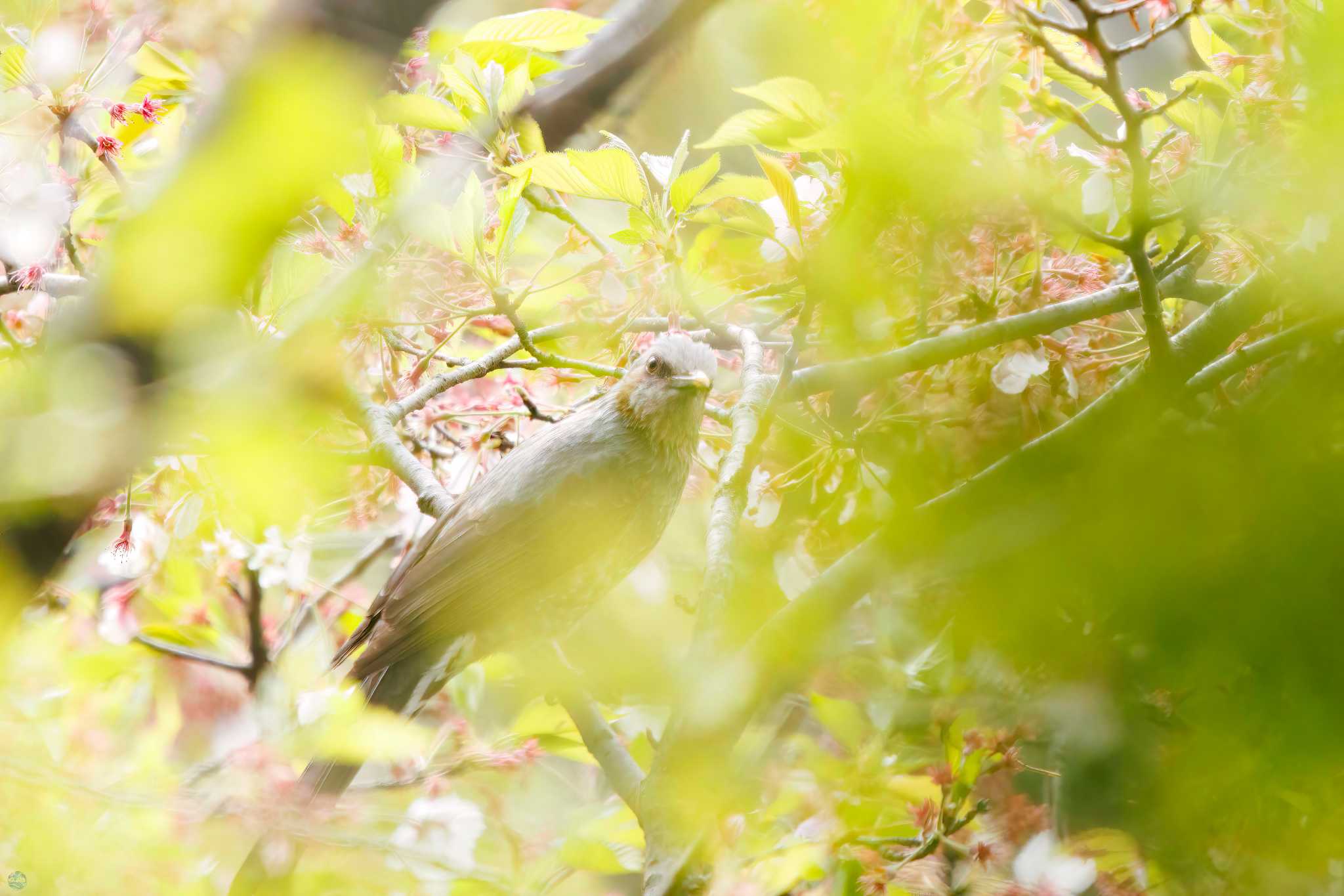 三ツ池公園(横浜市鶴見区) ヒヨドリの写真 by d3_plus