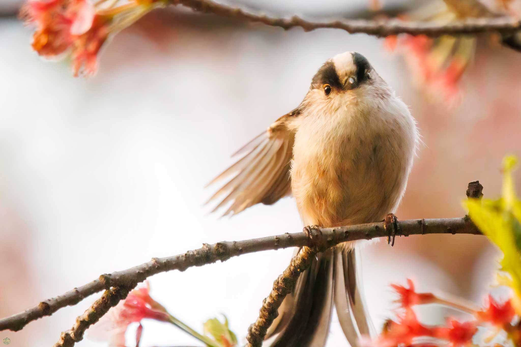 Long-tailed Tit