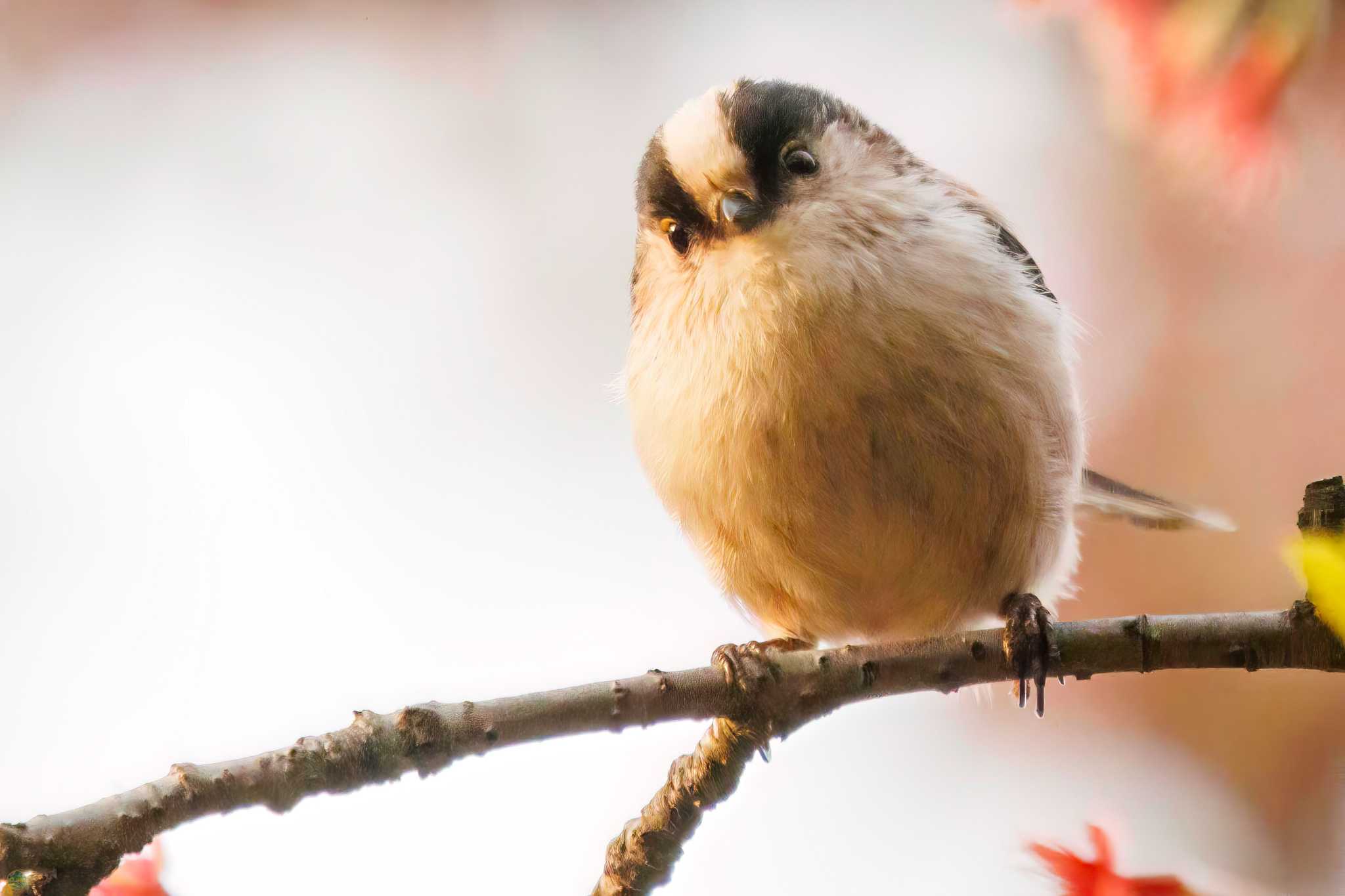 Long-tailed Tit