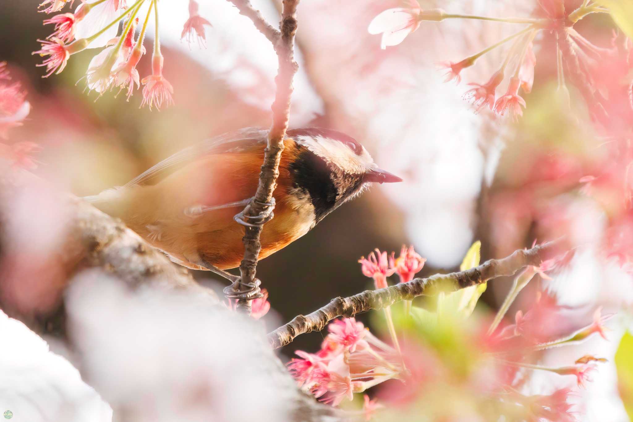 Varied Tit