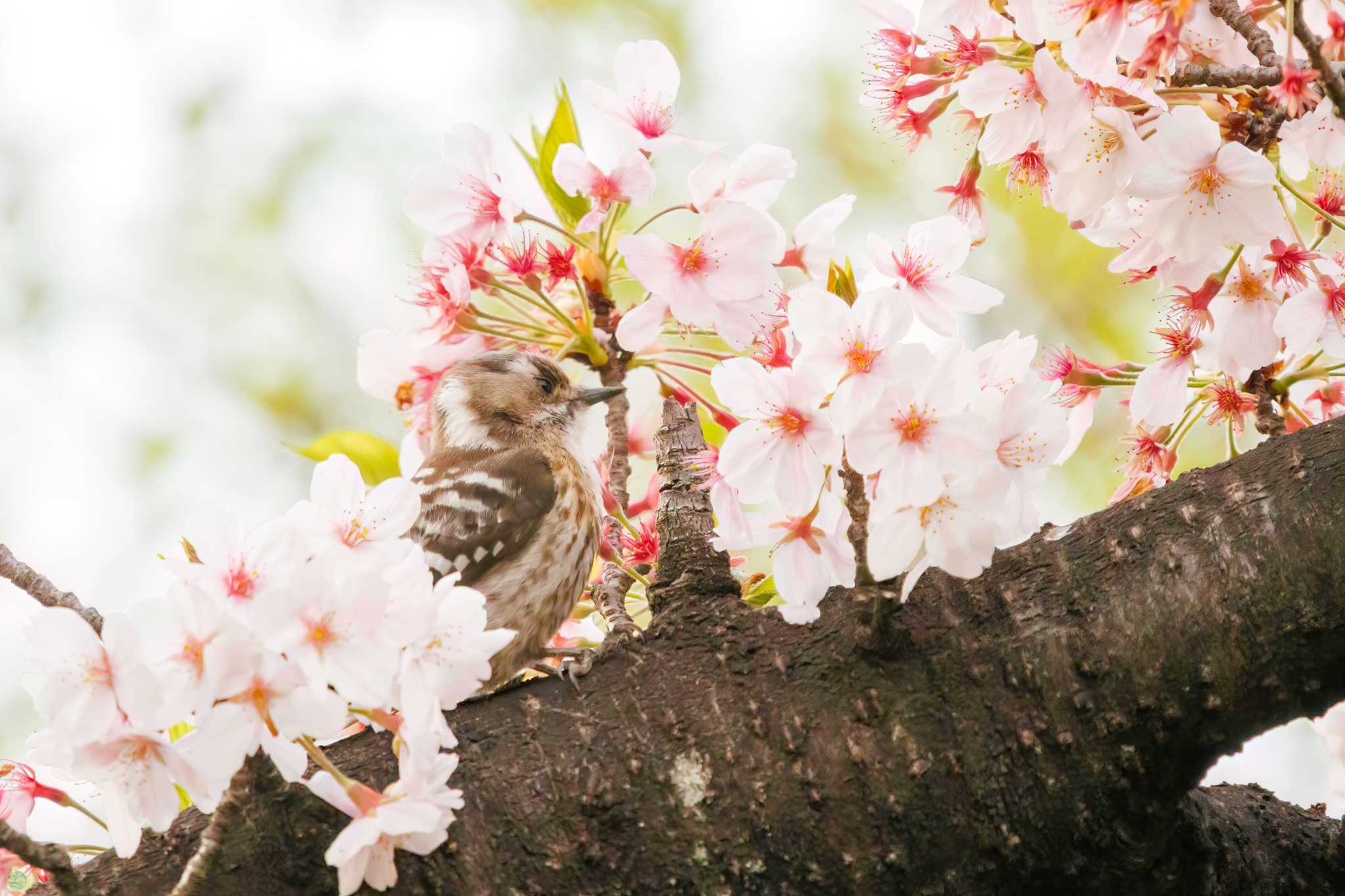 Japanese Pygmy Woodpecker