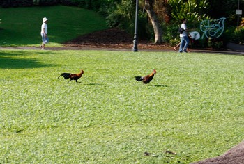 Red Junglefowl Singapore Botanic Gardens Sat, 5/5/2018