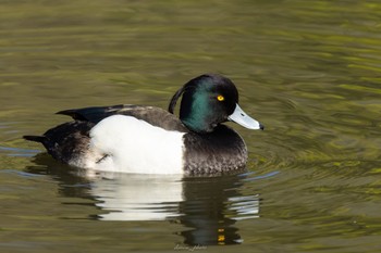 キンクロハジロ こども自然公園 (大池公園/横浜市) 2023年4月1日(土)