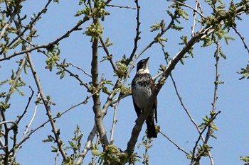 2023年4月11日(火) 渡良瀬遊水地の野鳥観察記録