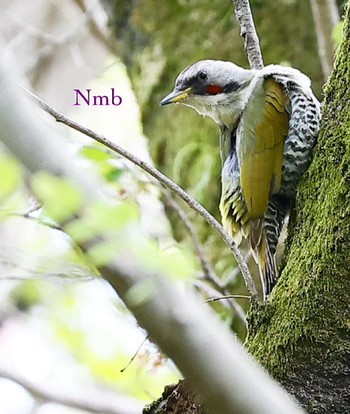 Japanese Green Woodpecker Unknown Spots Unknown Date