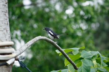 Oriental Magpie-Robin Singapore Botanic Gardens Sat, 5/5/2018