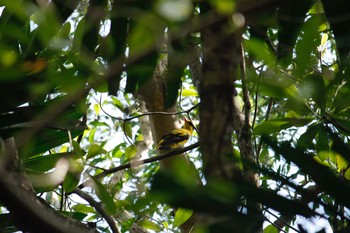 Black-naped Oriole パシールリスパーク Sun, 5/6/2018