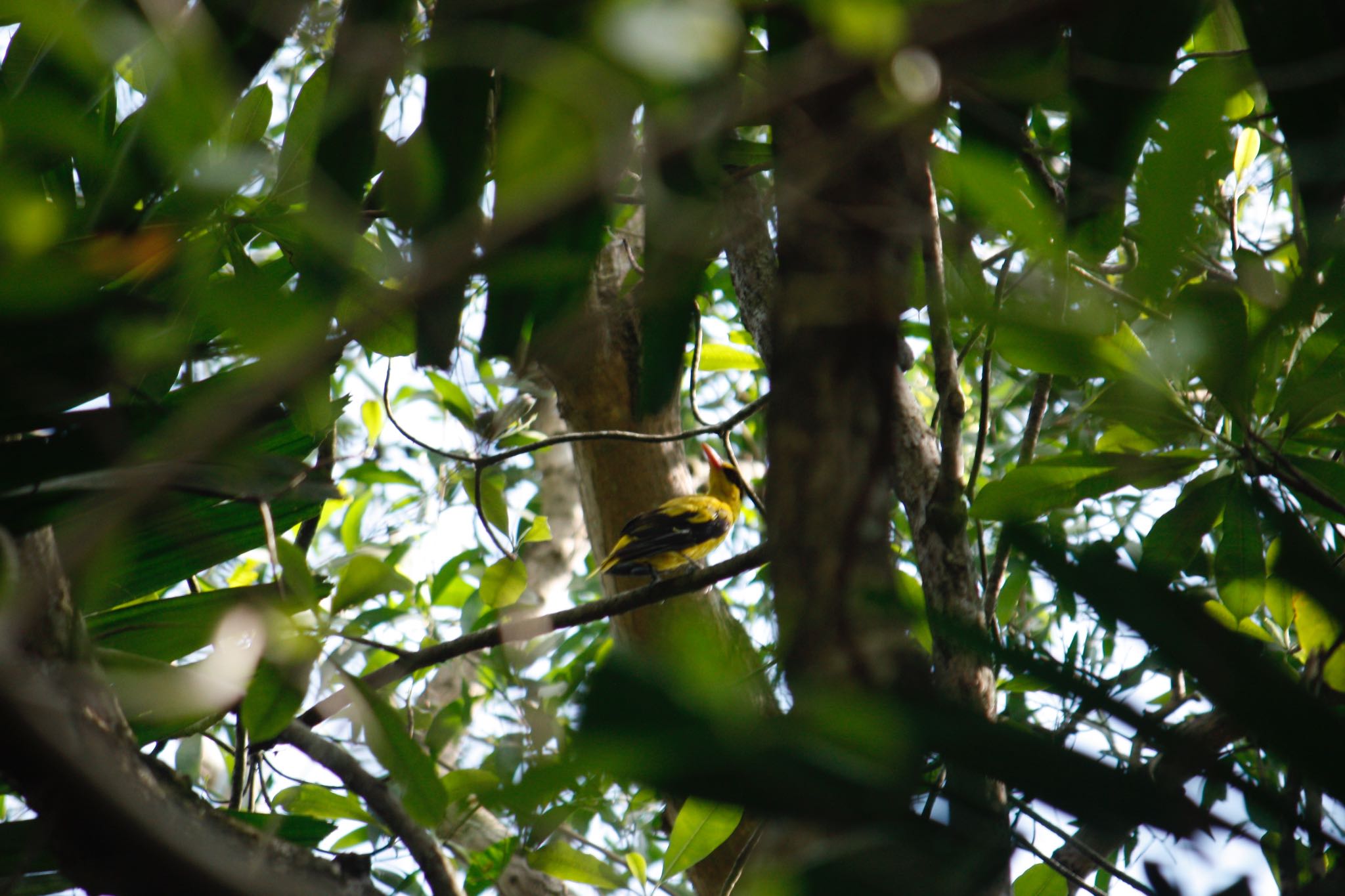 Photo of Black-naped Oriole at パシールリスパーク by AMEMIYASATO