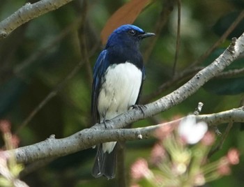 オオルリ 庄内緑地公園 2023年4月11日(火)