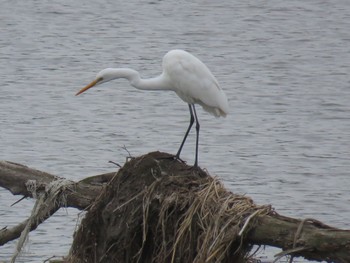 Great Egret 多摩川(浅川合流付近) Sun, 4/2/2023