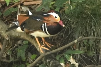 Mandarin Duck Teganooka Park Sun, 4/9/2023