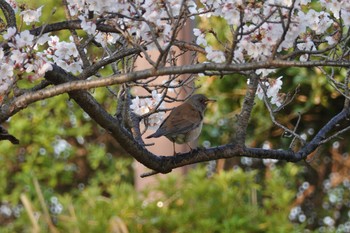 シロハラ 場所が不明 2023年3月29日(水)