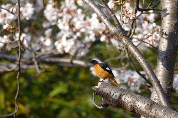 ジョウビタキ 場所が不明 2023年3月29日(水)