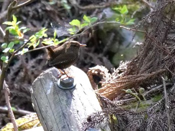 ミソサザイ 秩父山奥 2023年4月11日(火)