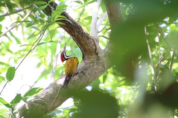 Common Flameback パシールリスパーク Sun, 5/6/2018