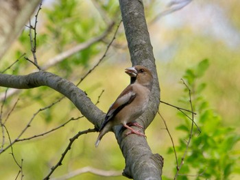 2023年4月11日(火) 横浜市立金沢自然公園の野鳥観察記録