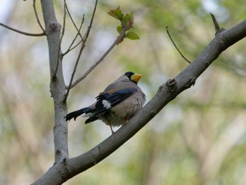 Japanese Grosbeak 横浜市立金沢自然公園 Tue, 4/11/2023