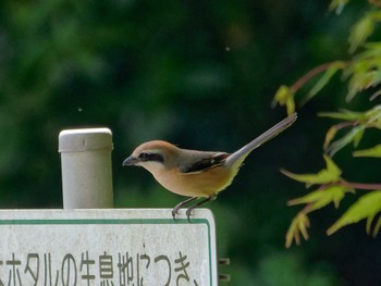 Bull-headed Shrike 横浜市立金沢自然公園 Tue, 4/11/2023