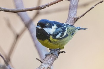 Yellow-bellied Tit 杉並区 Sun, 2/12/2023