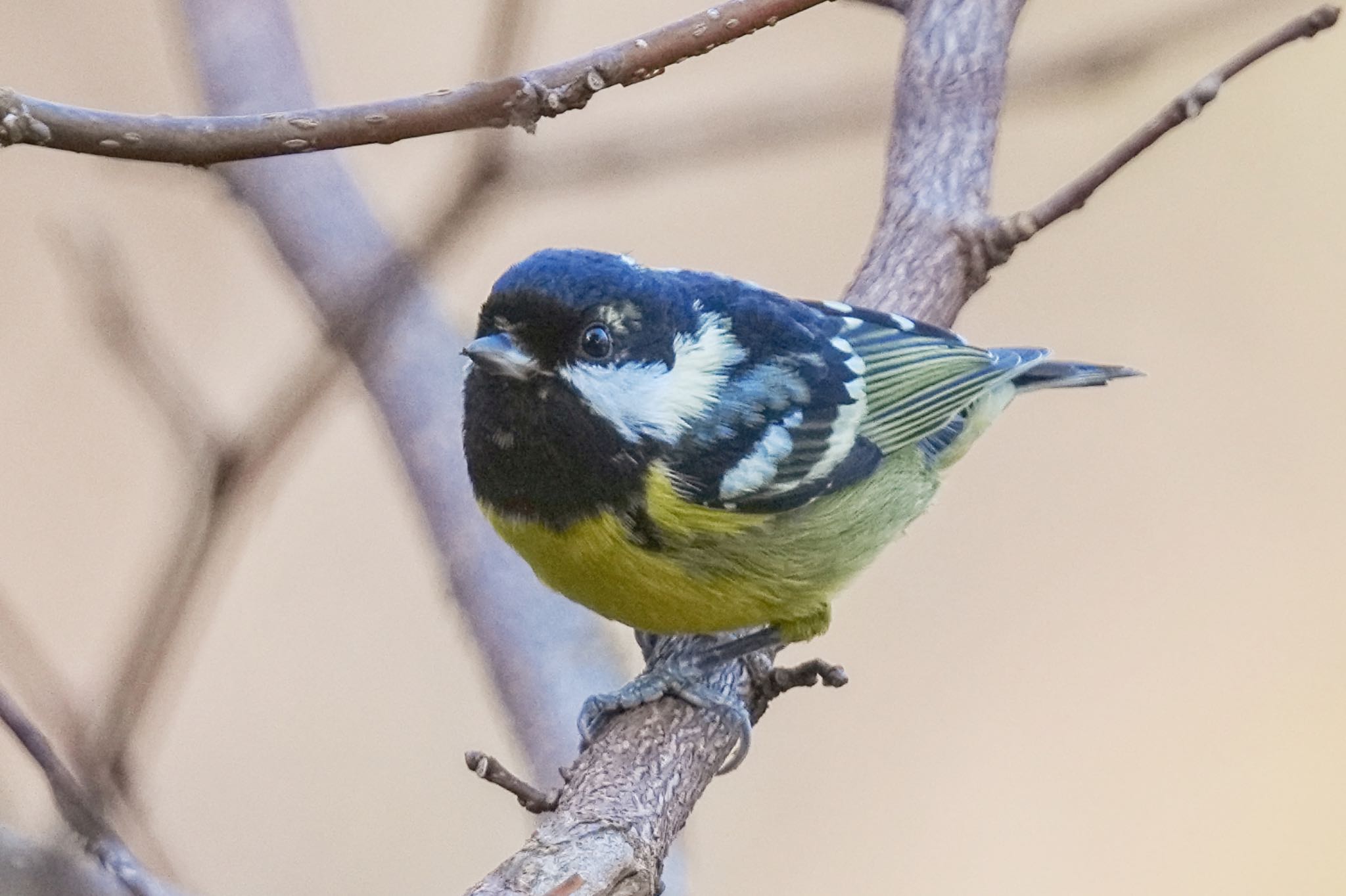 Photo of Yellow-bellied Tit at 杉並区 by アポちん