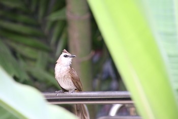 Yellow-vented Bulbul ガーデンズバイザベイ Sun, 5/6/2018