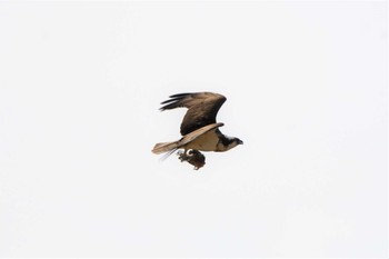 2023年3月21日(火) 渡良瀬遊水地の野鳥観察記録